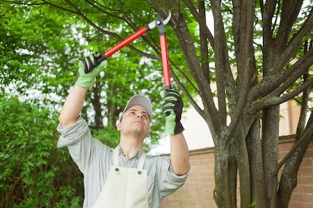 Commercial Tree Care